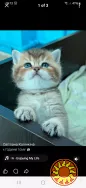 Шотландська дівчинка