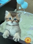 Шотландська дівчинка