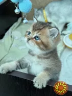 Шотландська дівчинка