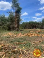 Запрошуємо до співпраці бригади лісорубів!