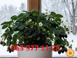 Полуниця кімнатна зимового плодоношення чорноплодна