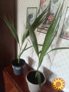 Продам пальму Вашингтония