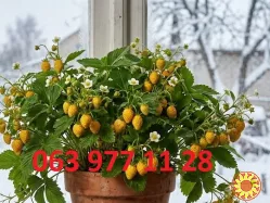 Полуниця кімнатна зимового плодоношення жовтоплодна