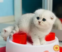 Шотландська висловуха дівчинка.