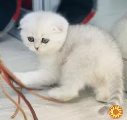 Шотландська висловуха дівчинка.