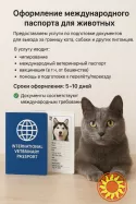 Срочные документы для выезда животных за границу