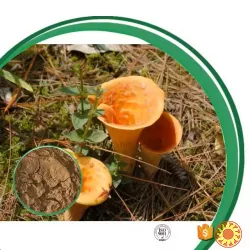 Екстракт Лисичек полисахаридов 50%