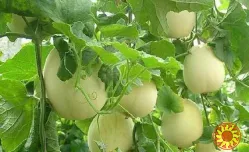Регуляторы роста рослин