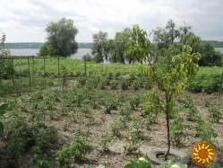 Продам будинок на березі Дніпра