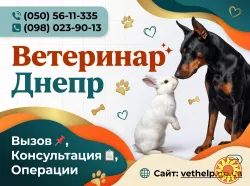 Виклик ветеринара додому Дніпро, Кастрація, Стерилізація