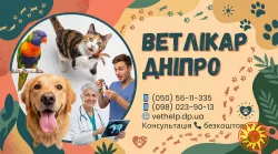 Виклик ветеринара додому Дніпро, Кастрація, Стерилізація