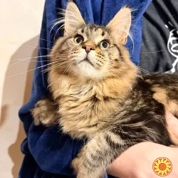 Котик мейн кун з родоводом