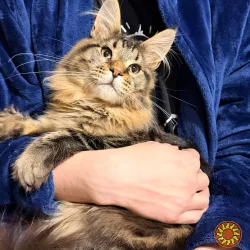 Котик мейн кун з родоводом
