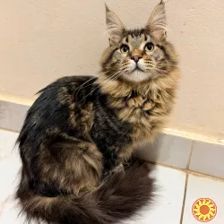 Котик мейн кун з родоводом