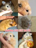 Атласні хом'ячки, ангорські хом'ячки