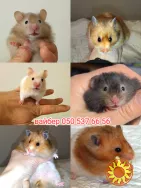 Атласні хом'ячки, ангорські хом'ячки