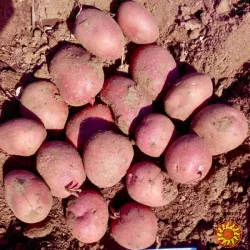 продаж насінева картоплі