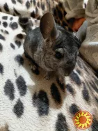 Продам шиншилл