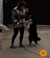 Спокійна, добра чорно-біла дівчинка Лейла