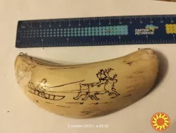Клык моржа с гравировкой