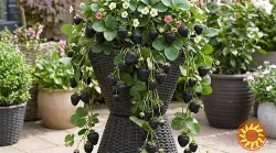 Розсада полуниці Мавр