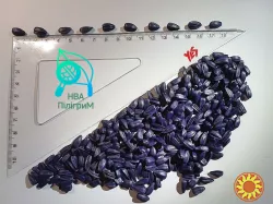 Насіння соняшнику ARIZARO. Новинка сезону