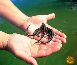 Малек осетра, форель.